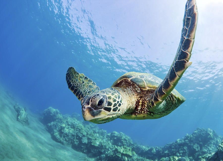 une tortue dans son milieu