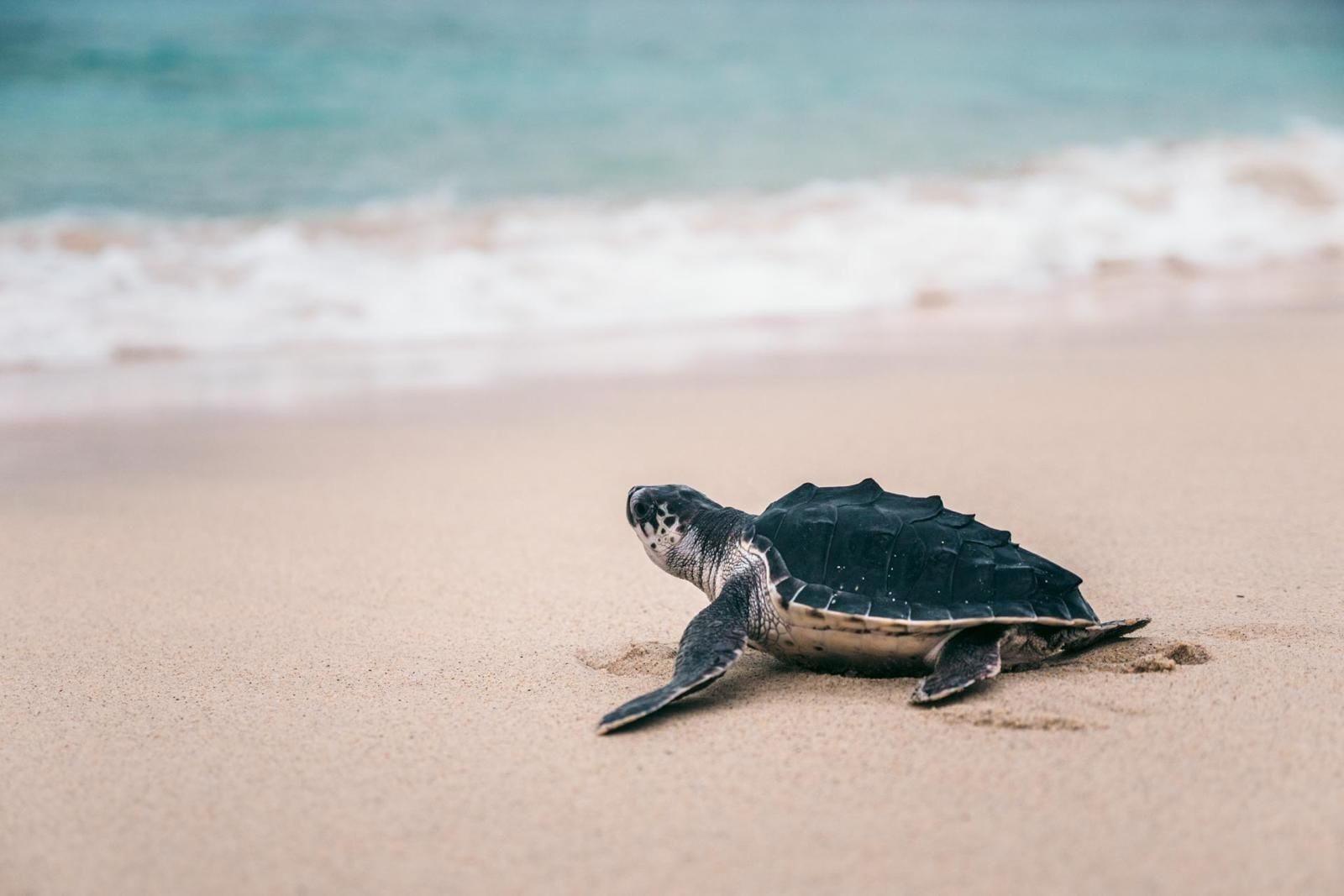 conservation de la biodiversité