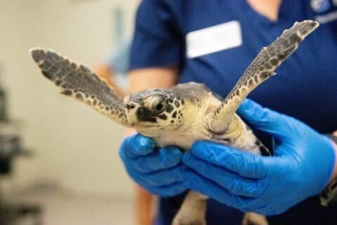 nurserie des bebes tortues