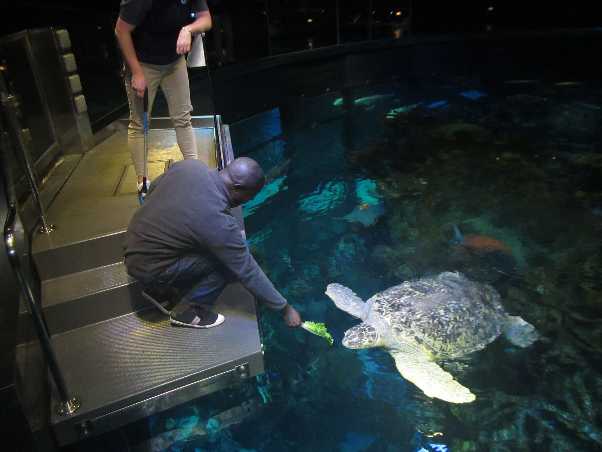 clinique des tortues