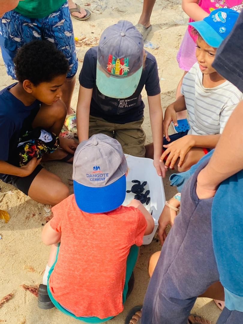 Participez avec nous au lâcher des tortues, moments uniques en émotions